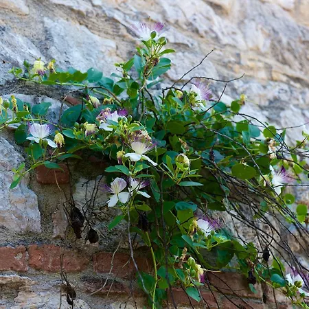 La Rocca Di Rossoporpora Alloggio per agriturismo *